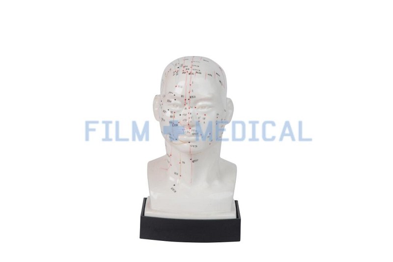 Acupuncture Model  of Head
